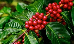 Giá cà phê trong nước đạt đỉnh, vượt mốc trên 90.000 đồng/kg