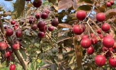 Loại quả độc lạ nhất miền Tây bất ngờ rớt giá chỉ vài chục ngàn/kg