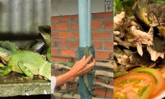 Loài bò sát xù xì đáng sợ lại là đặc sản giá 400.000 đồng/kg