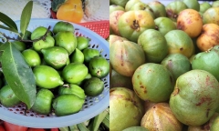 Loại quả nhìn giống chanh nhưng lại là đặc sản “hiếm có khó tìm”, giá vài trăm ngàn mỗi kg