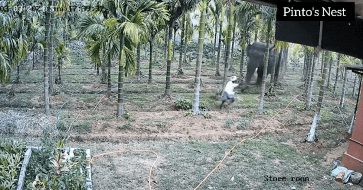 Video: Người đàn ông bị voi 