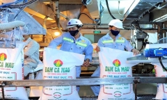 Đạm Cà Mau: Lợi nhuận quý II sụt giảm 71,5%, dàn lãnh đạo thu nhập tiền tỷ