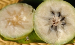Những lợi ích không ngờ từ trái vú sữa