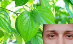 Nên hay không việc dùng lá trầu không để trị đau mắt đỏ?