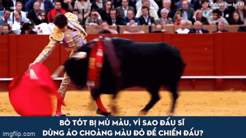 Vì sao đấu sĩ dùng áo choàng đỏ để chiến đấu với bò tót?