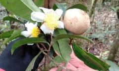 Phát hiện rừng chè cổ thụ trên 100 năm tuổi, với 117 mẫu chè quý hiếm trên đỉnh Tà Đùng