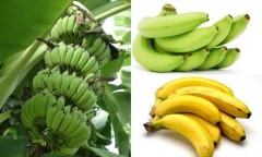 Cách dùng chuối tiêu trị bệnh đường tiêu hóa
