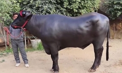 Chú bò đắt hơn “siêu xe” lẫn “biệt thự”, đại gia trả giá 74 tỷ đồng vẫn bị từ chối thẳng thừng