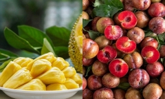 Vì sao nhiều người bị nổi mụn khi ăn mận, vải, mít xoài?
