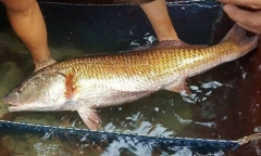 Loài cá ở Việt Nam được cả thế giới săn đón vì sở hữu bộ phận “quý hơn vàng” giá hàng tỷ đồng