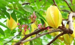 Lá khế có tác dụng gì?