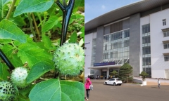 Ăn cà độc dược, 5 người trong 1 gia đình bị ngộ độc