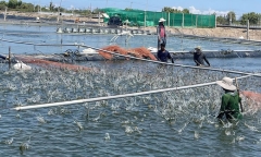 Người nuôi tôm điêu đứng vì tin đồn thất thiệt