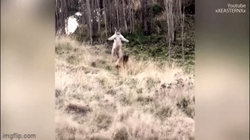 Video: Màn chạm trán gay cấn giữa becgie và kangaroo khiến cảnh sát phải vào can thiệp