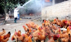 Hà Nội: Nâng cao công tác phòng, chống cúm gia cầm lây sang người