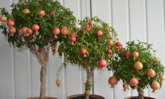 Loại cây ăn quả quen thuộc ở vườn nhà bỗng trở thành bonsai đắt tiền, có cây được
