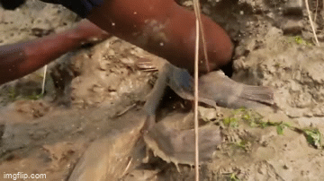 Video: Ngỡ ngàng trước tuyệt chiêu bắt cá chỉ nhờ cây tre vót nhọn