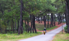 Một ngày phiêu du trong rừng thông xứ Huế