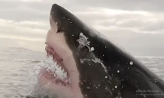 Rùng rợn khoảnh khắc nhiếp ảnh gia lại gần cá mập trắng lớn