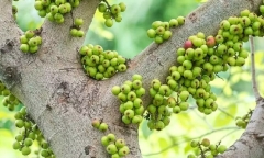 Việt Nam có một loại quả mọc đầy bờ ao Việt là 