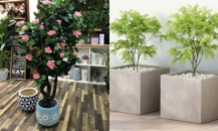 Nên trồng hoa chậu lớn hay chậu nhỏ sẽ tốt cho cây hơn?