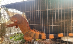 Rồng Nam Mỹ 