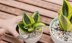 Có nên trồng cây lưỡi hổ trong nhà không?