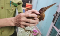 Cận cảnh con chim lạ bay vào dân ở TP.HCM