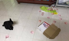 Mèo cưng nghịch ngợm trèo lên tủ, vô tình hé lộ bí mật gây choáng của chủ