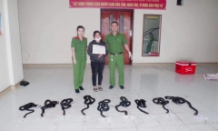 Người phụ nữ chạy xe máy, vận chuyển 9 con rắn hổ mang chúa khai gì?