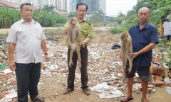 TP.HCM: Khỉ đuôi lợn sổng chuồng gây náo loạn khu dân cư