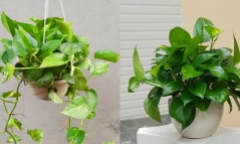 Vì sao cây trầu bà xanh tốt quanh năm nhưng nhiều người không trồng trong nhà?