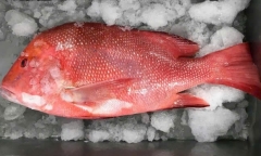 8 người nhập viện cấp cứu vì ngộ độc sau khi ăn cá biển 