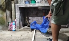 Rắn hổ mang chúa hung hãn tấn công nhân viên cứu hộ