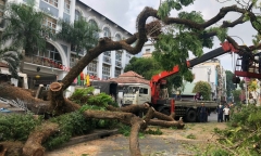 Vụ cây xanh bật gốc đè học sinh ở TP.HCM: Sở GD&ĐT nói gì?