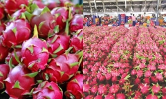 Xôn xao thông tin siêu thị Anh dừng bán thanh long Việt Nam, Văn phòng SPS Việt Nam nói gì?