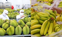 Một số lô mít, chuối, sầu riêng, bị dừng xuất khẩu, Bộ Nông nghiệp nói gì?