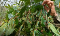 Tin tức thời sự hôm nay (8/6): Châu chấu
