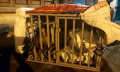Tin thời sự mới nhất ngày 3/6: Đã bắt được con khỉ hoang quậy phá người ở Hà Nội