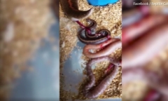 Clip: Lạnh sống lưng với màn đẻ con của trăn mẹ siêu to