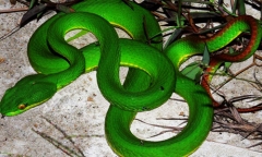 Hoảng hốt phát hiện 2 con rắn lục đuôi đỏ bò vào nhà