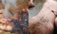 Phát hiện, tiêu hủy ổ dịch tả lợn châu Phi ở Đồng Nai