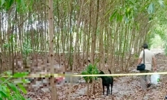 Tin pháp luật nổi bật 24h qua: Điều tra vụ phát hiện người đàn ông tử vong trong vườn keo tràm