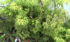 Đinh lăng bao nhiêu năm tuổi là tốt nhất?