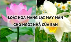 Điểm tên 6 loài hoa mang lại may mắn cho ngôi nhà của bạn