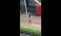 Clip: Người dân đổ xô ra đường đi bắt cá sau bão Ragasa 