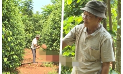 Lão nông bội thu nhờ trồng loại cây cho trái chùm như nho 