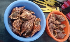 Nhà hàng nổi ở vịnh Nha Trang tự nguyện thả 21kg ốc quý hiếm về biển