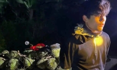 Bắt nam thanh niên từ Hải Phòng vào Đắk Lắk trộm hơn 1,6 tấn sầu riêng