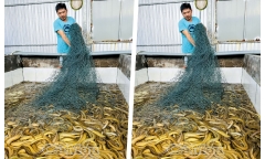 Anh nông dân mỗi năm bỏ túi 2 tỷ nhờ nuôi loài da trơn có khả năng
